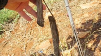 Severed grapevines, 2018.