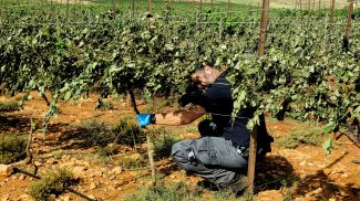 Vineyard owner inspects the severed vines destroyed by agro-terrorists, 2018.
