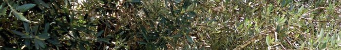 cropped-dsc01752_t2f_olivetree_cropv.jpg