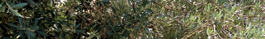 cropped-dsc01752_t2f_olivetree_cropv.jpg
