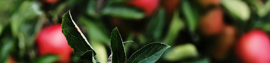 The Temptation Shared_footer