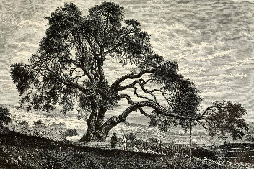 Terebinth Tree_1908