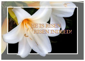2022_Resurrection Sunday Lily